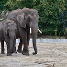 Afrikanische Elefanten (Loxodonta africana) 