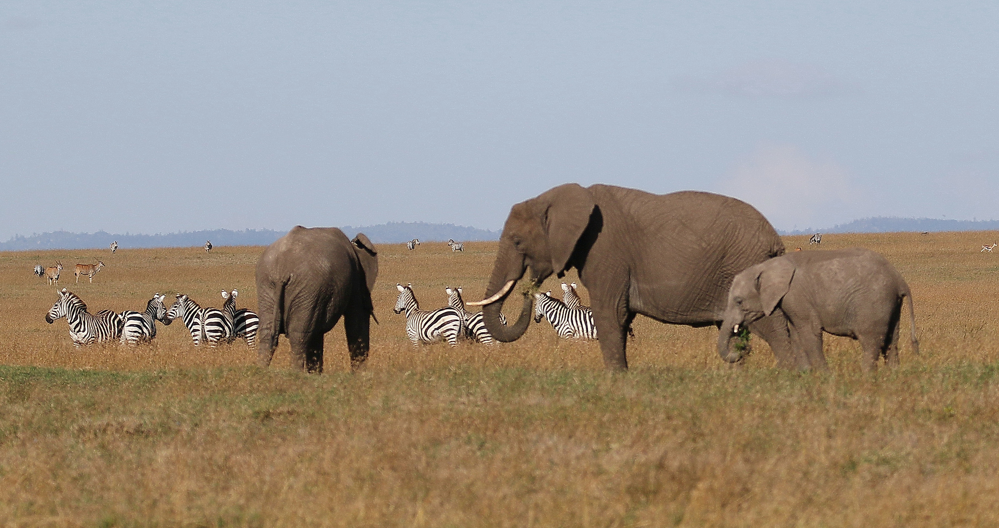 Afrikanische Elefanten und Steppenzebras