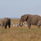 Afrikanische Elefanten und Steppenzebras