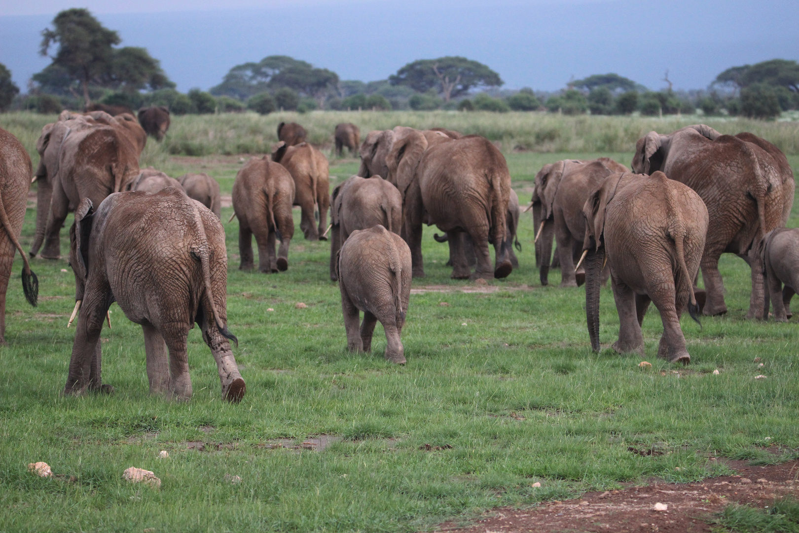 Afrikanische Elefanten wandern zum Schlafplatz (Kenia)