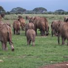 Afrikanische Elefanten wandern zum Schlafplatz (Kenia)
