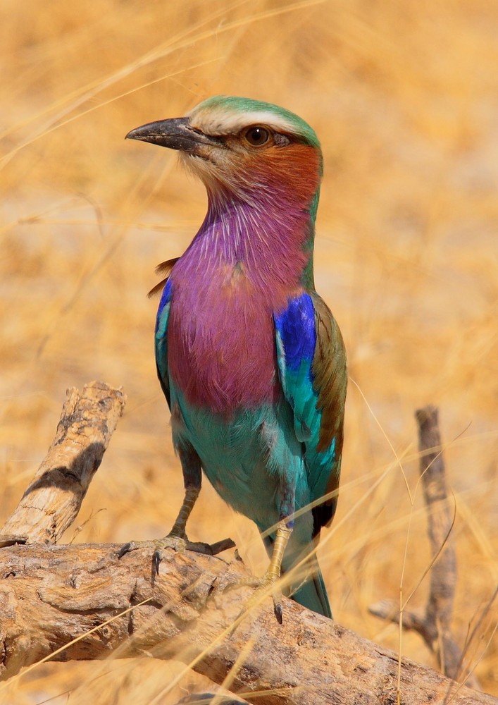 Afrikanische Gabelracke (Lilacbreasted Roller)