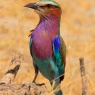 Afrikanische Gabelracke (Lilacbreasted Roller)