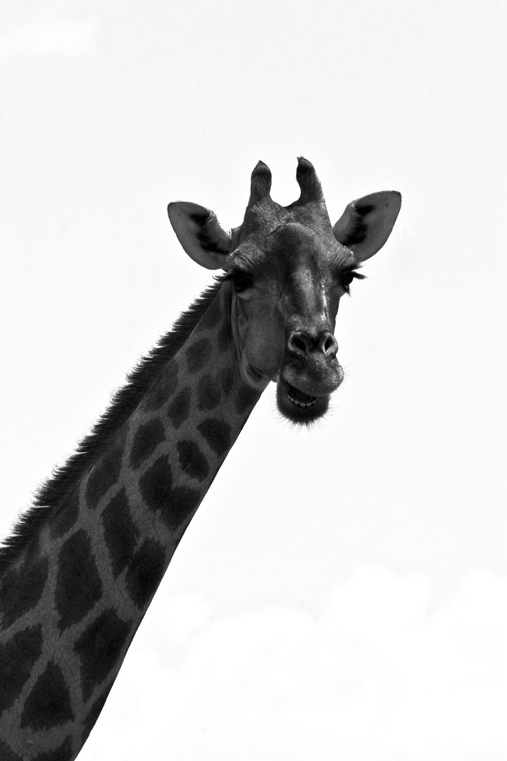 Afrikanische Giraffe