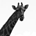 Afrikanische Giraffe