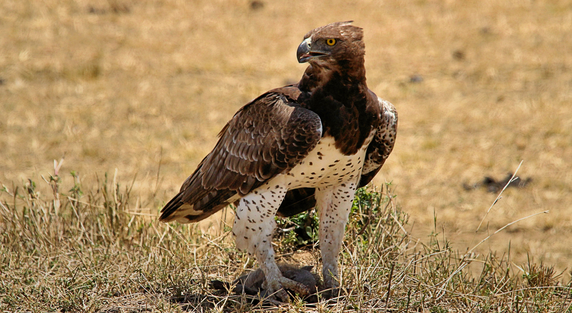 Afrikanische Greifvögel