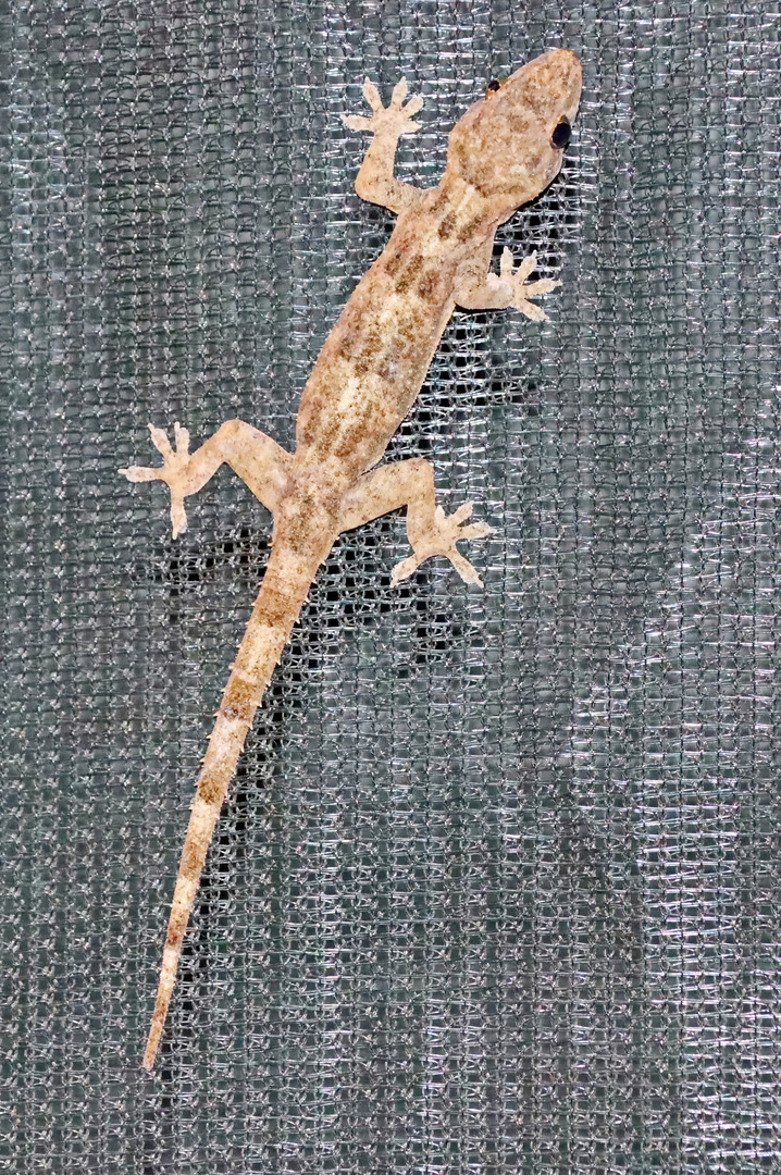 Afrikanische Hausgecko