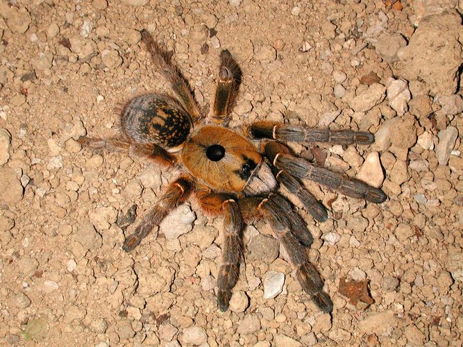 Afrikanische Hornvogelspinne - Ceratogyrus brachycephalus