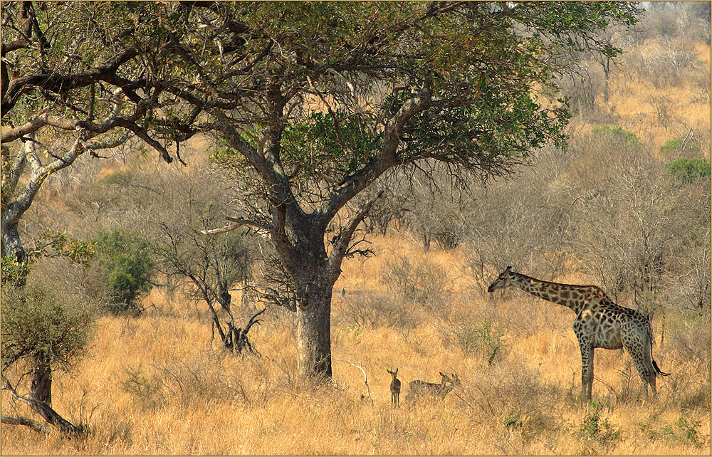 Afrikanische Idylle