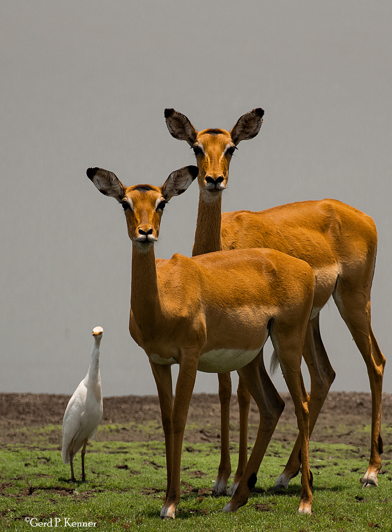 Afrikanische Impalas - Portrait im Selous NP/tanzania