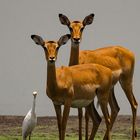 Afrikanische Impalas - Portrait im Selous NP/tanzania