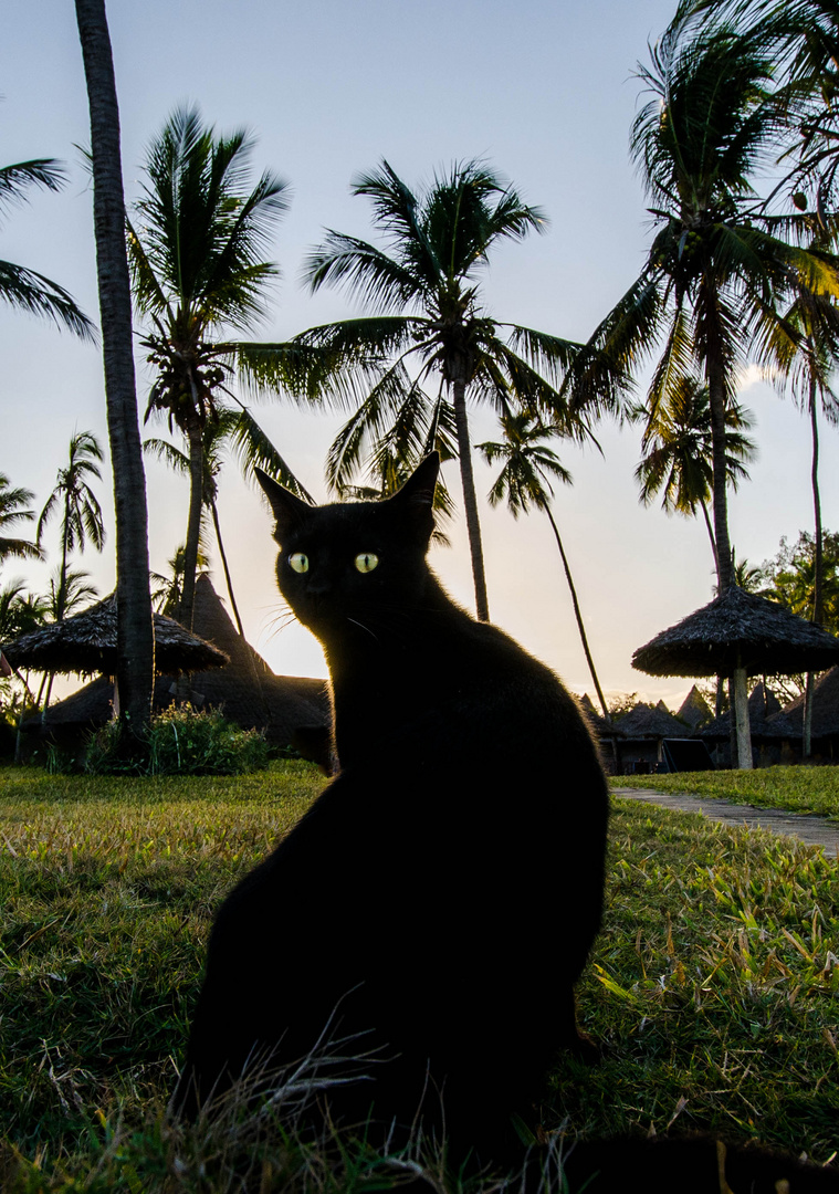 afrikanische Katze