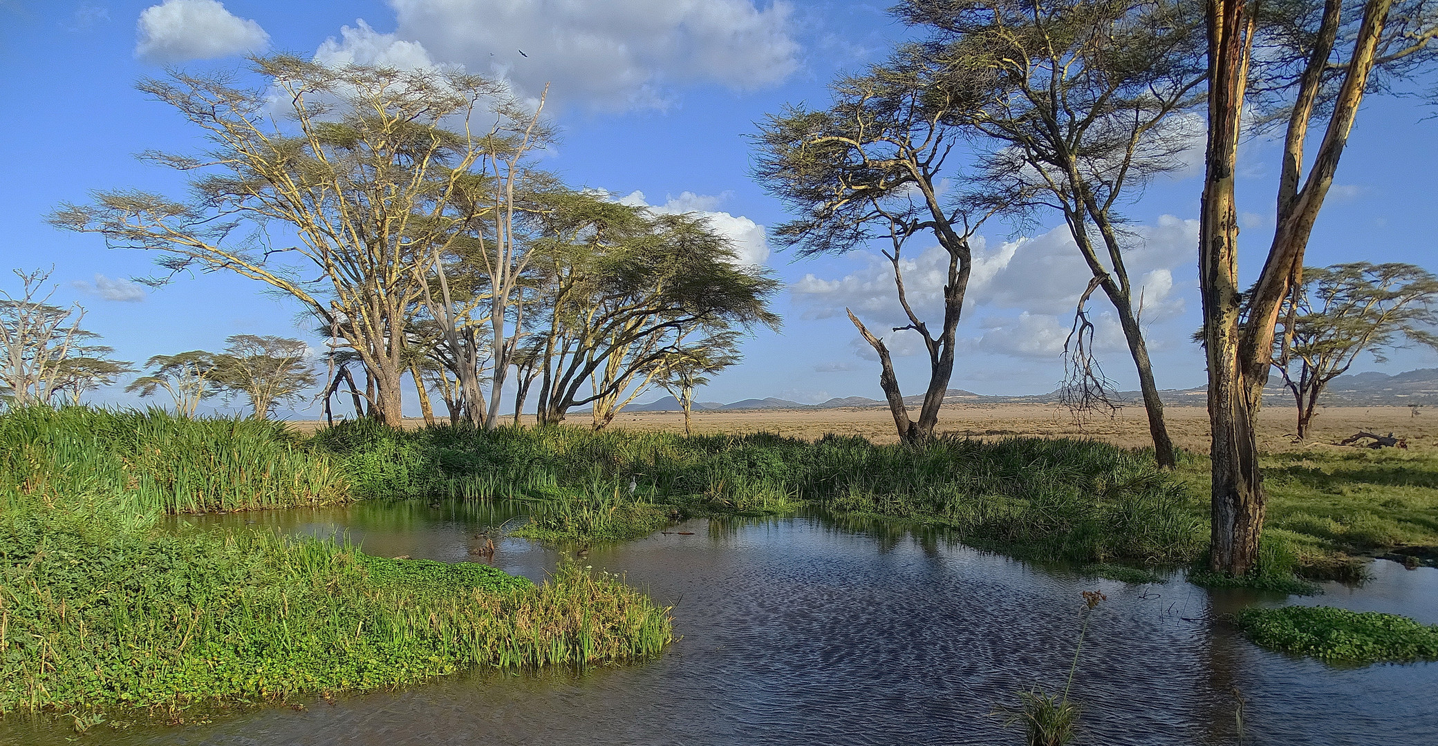 Afrikanische Landschaft in Kenia