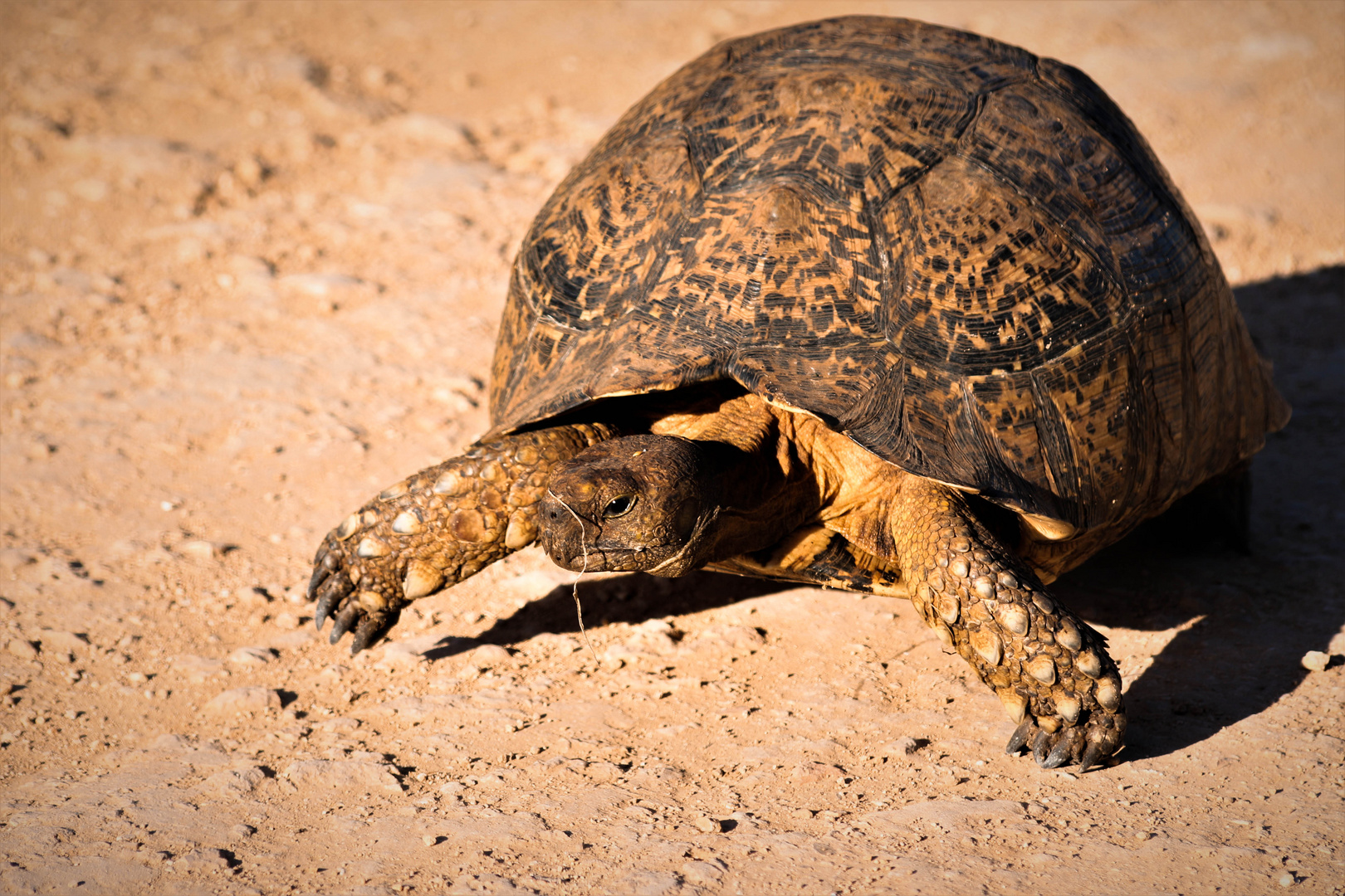 afrikanische Leopardenschildkröte