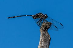 Afrikanische Libelle