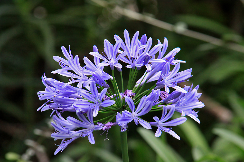 Afrikanische Liebesblume