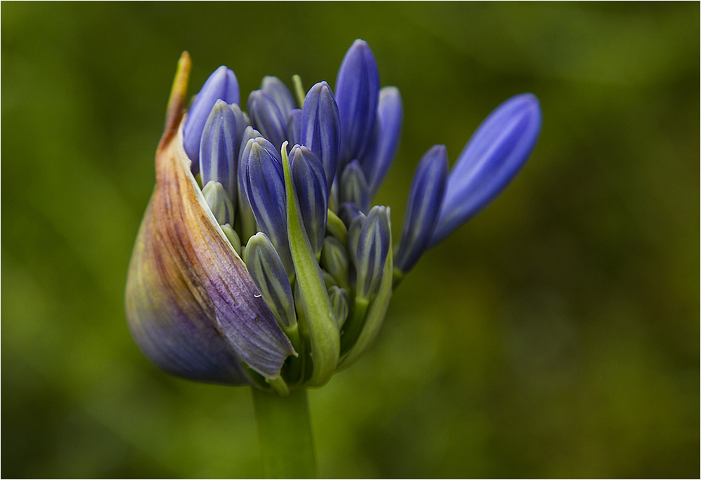 Afrikanische Liebesblume