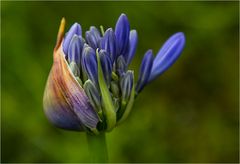 Afrikanische Liebesblume