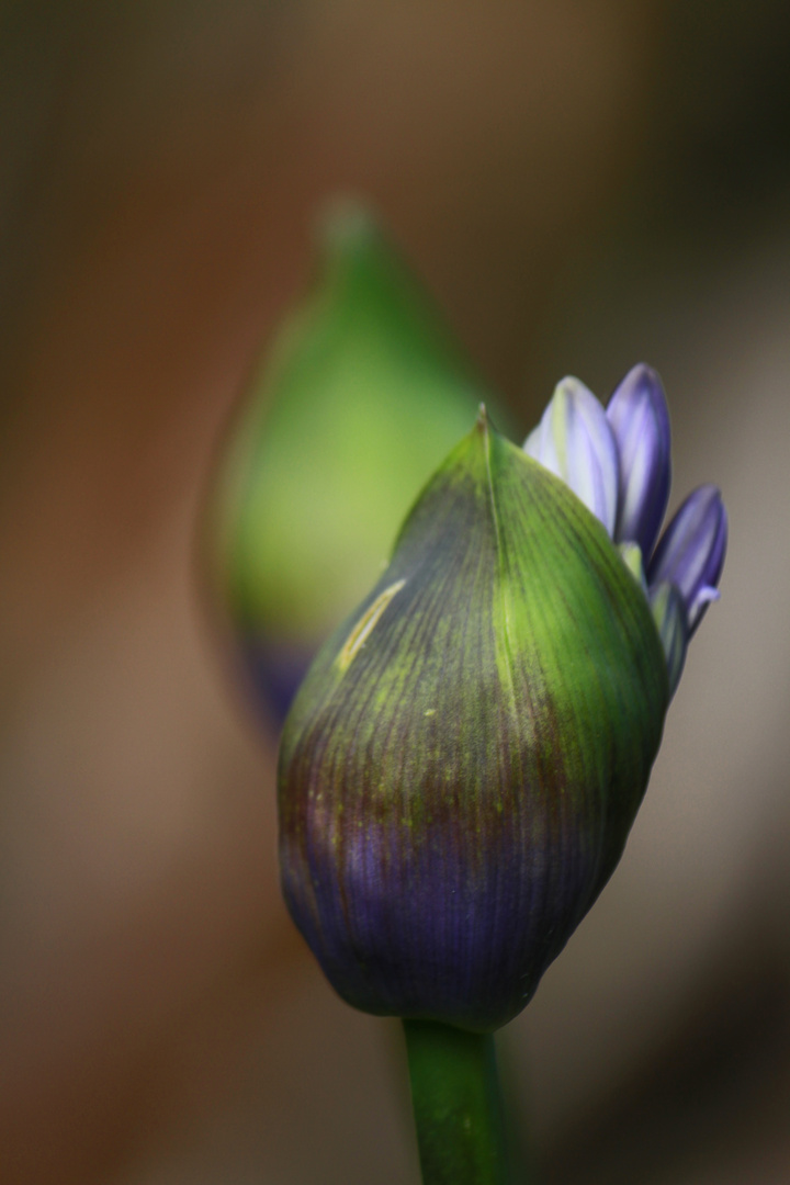 Afrikanische Liebesblume