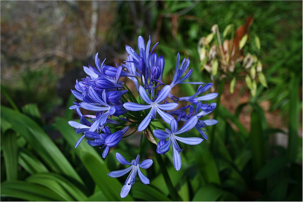 Afrikanische Liebesblume