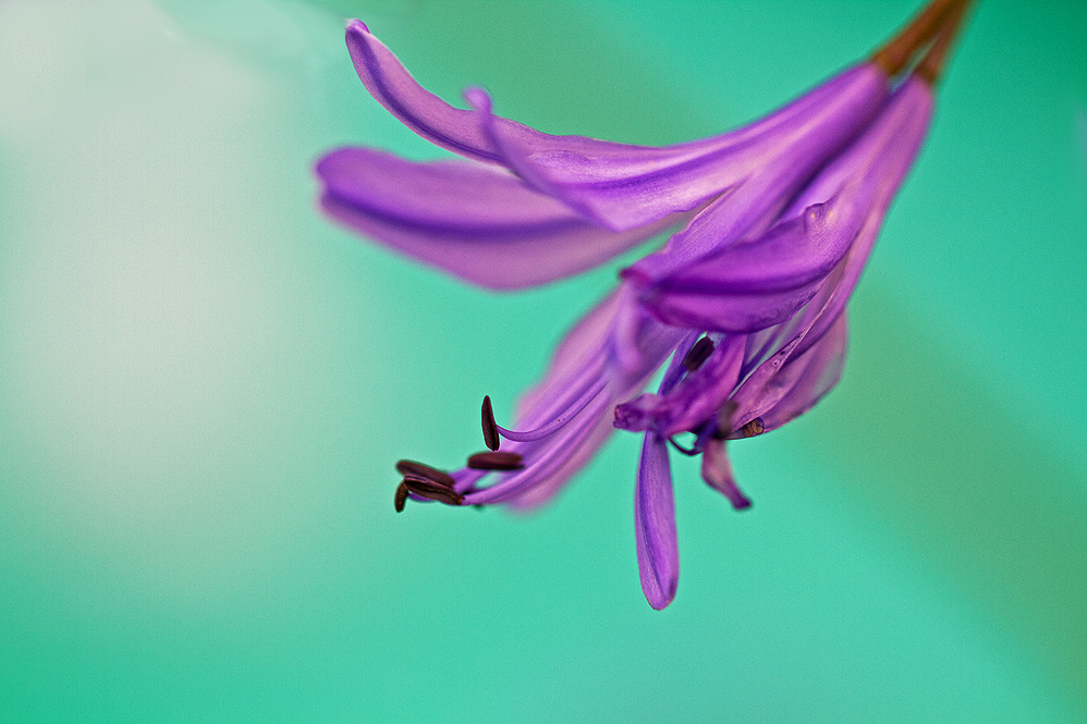 Afrikanische Lilie (Agapanthus)