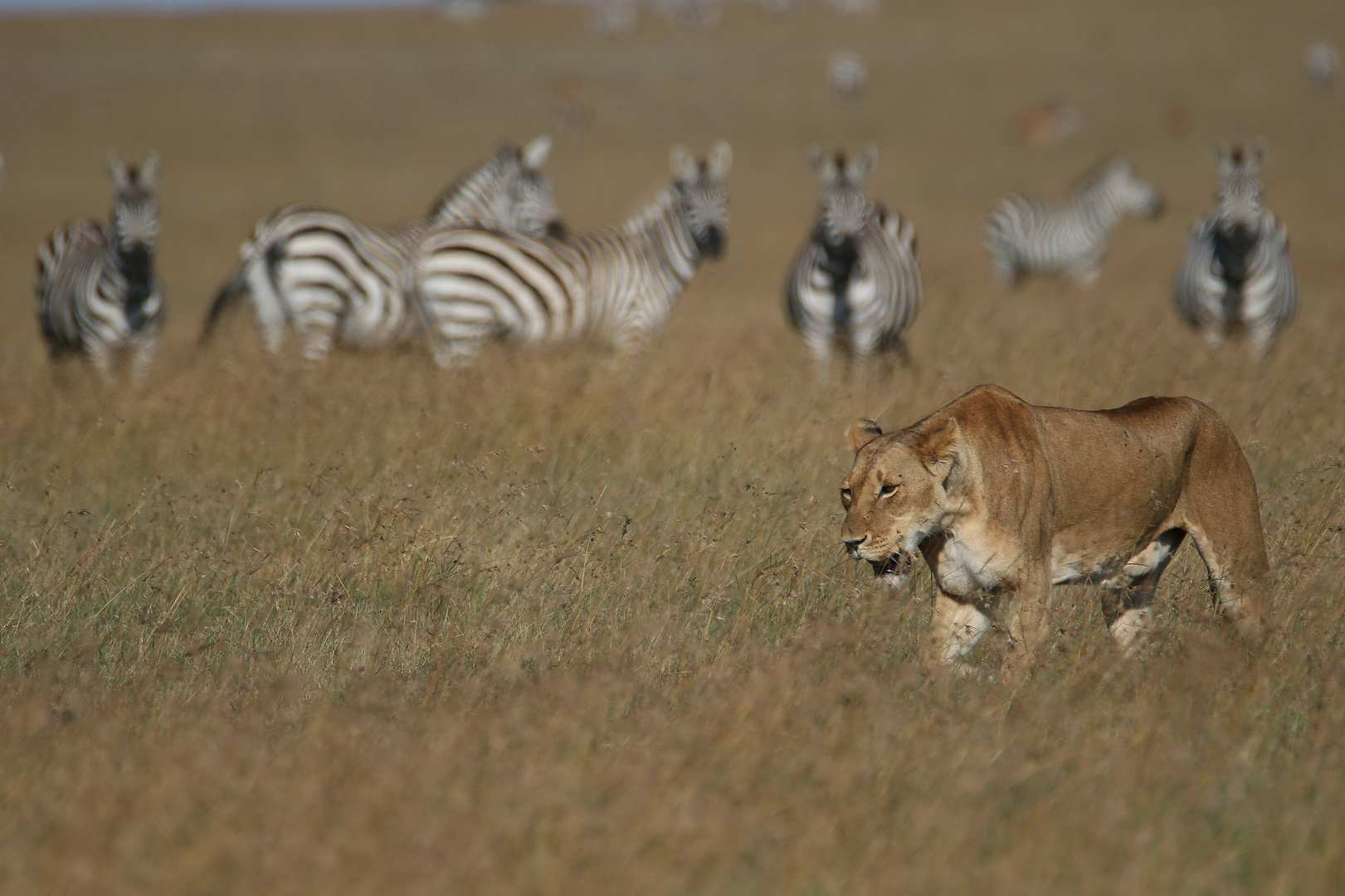 Afrikanische Löwin ist wohl satt - wie sie doch die Steppenzebras ignoriert  tstst