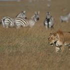 Afrikanische Löwin ist wohl satt - wie sie doch die Steppenzebras ignoriert  tstst