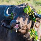 Afrikanische Maikönigin 