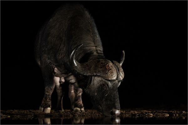 Afrikanische Nächte IV