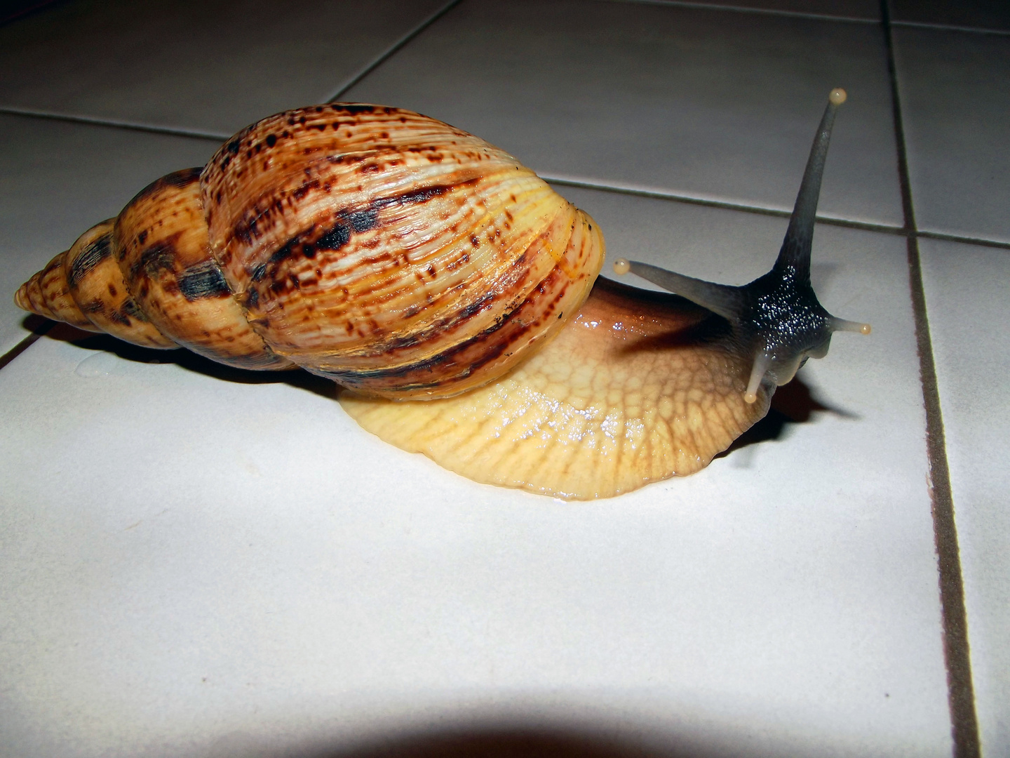 Afrikanische Riesenschnecke