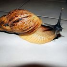 Afrikanische Riesenschnecke