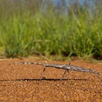 Afrikanische Riesenstabheuschrecke