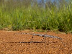 Afrikanische Riesenstabheuschrecke