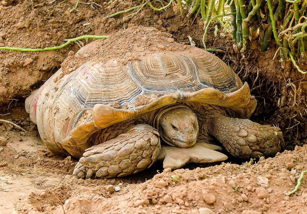 Afrikanische Rießenschildkröte