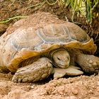 Afrikanische Rießenschildkröte