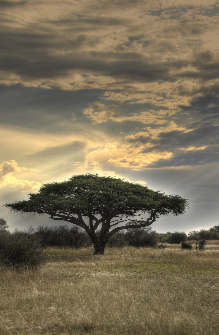 Afrikanische Schirmakazie in Zimbabwe