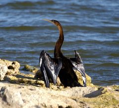 Afrikanische Schlangenhalsvogel (Anhinga rufa)