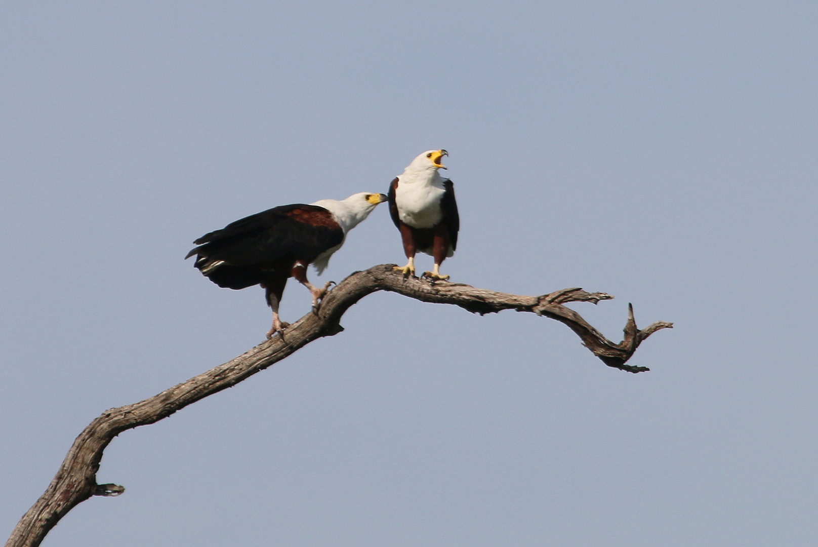 Afrikanische Schreiseeadler