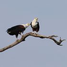 Afrikanische Schreiseeadler