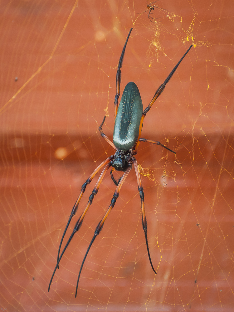 Afrikanische Seidenspinne