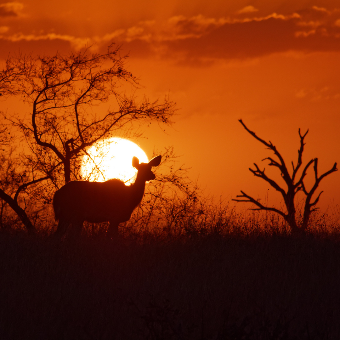 Afrikanische Sonne