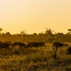 Afrikanische Sonne...