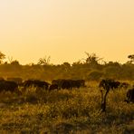 Afrikanische Sonne...