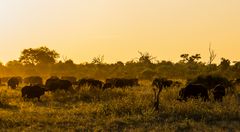 Afrikanische Sonne...