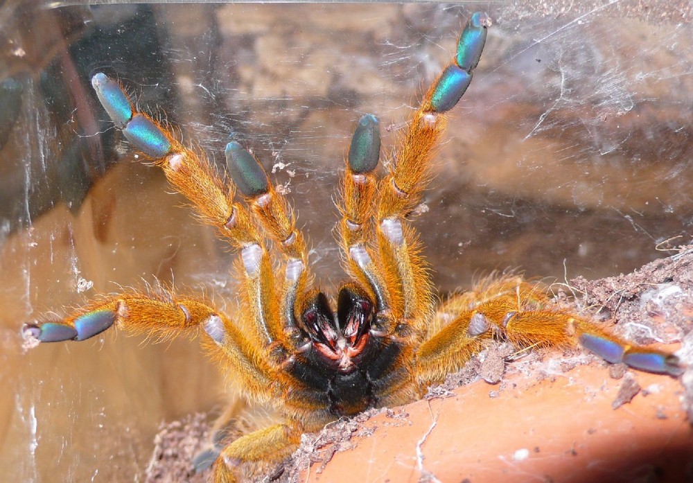 Afrikanische Spinne (Pterinochilus murinus)