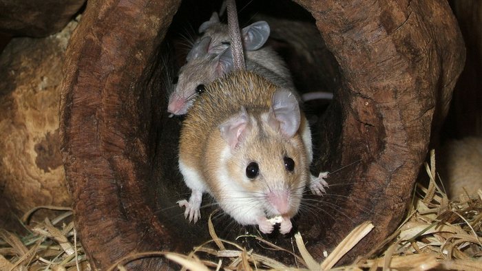 afrikanische Stachelmaus