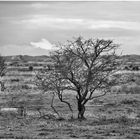 Afrikanische Steppe ... von wegen PC140679