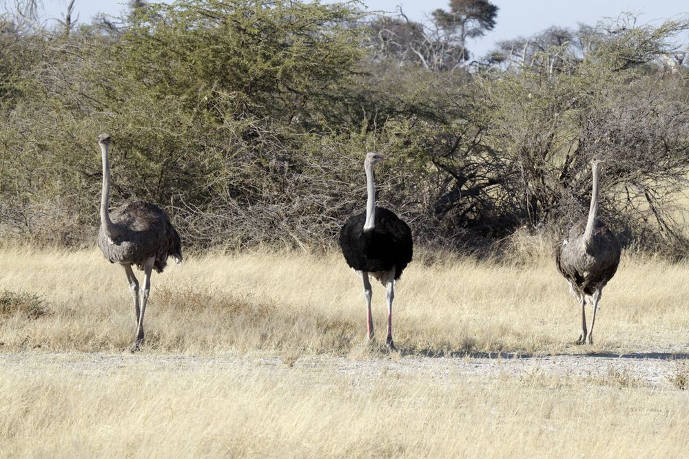 Afrikanische Strausse