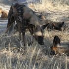 Afrikanische Wildhund (Lycaon pictus) (2)