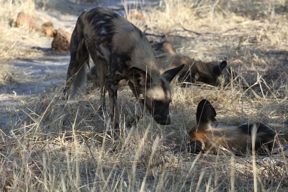 Afrikanische Wildhund (Lycaon pictus) (2)